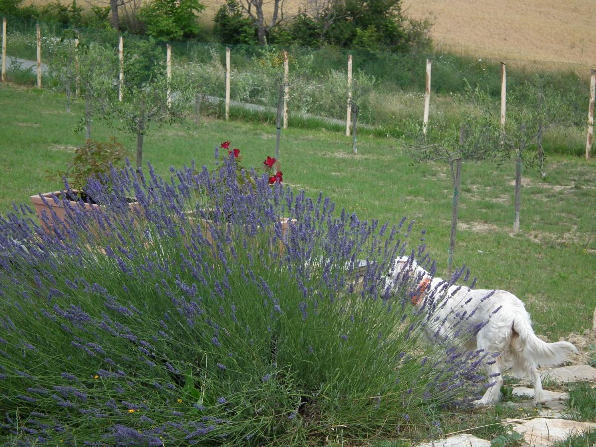 Bed & Breakfast Brizi Assisi